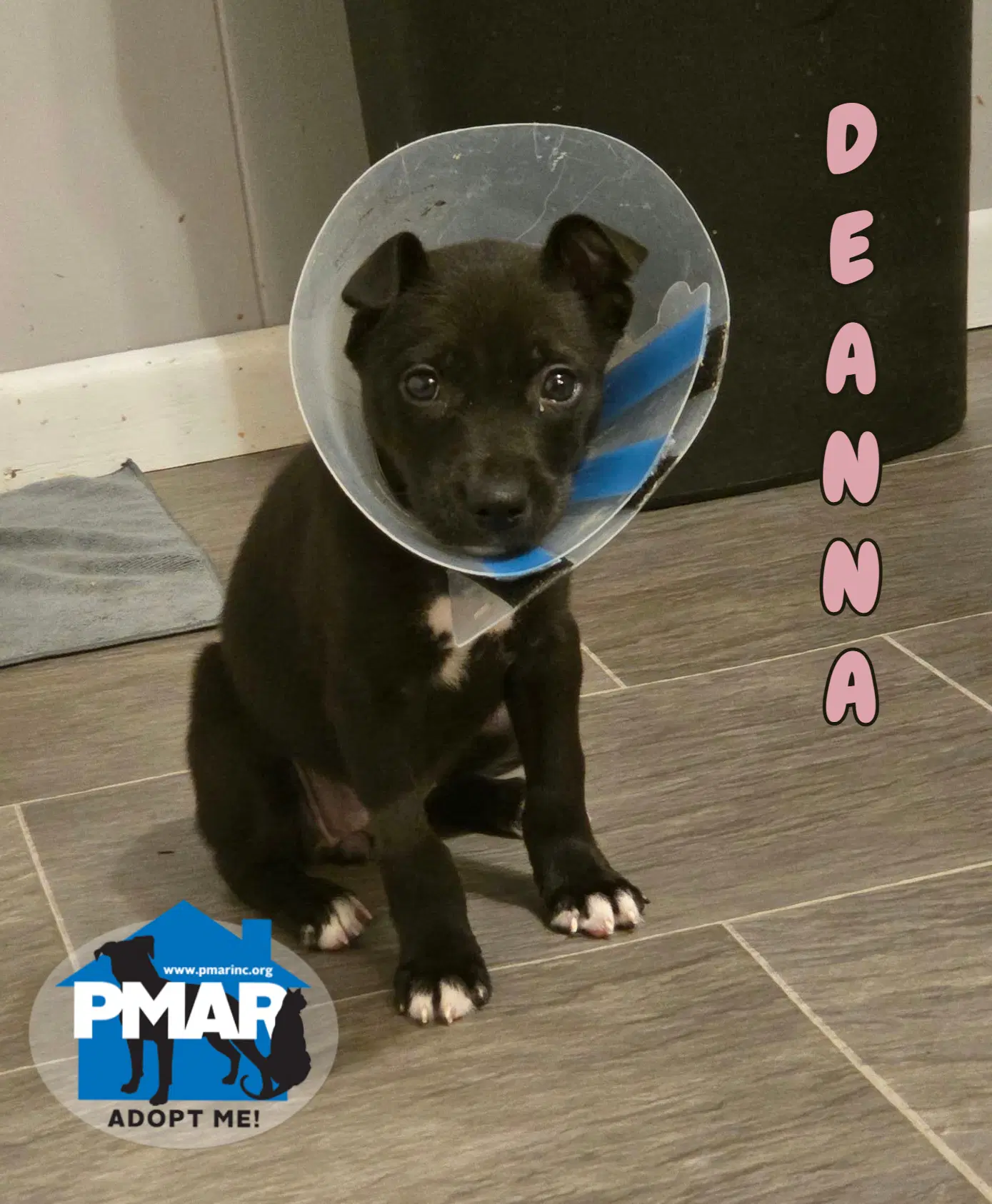 Deanna - Pit Bull Terrier