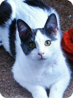 adoptable Cat in Binghamton, NY named Dusty