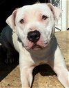 adoptable Dog in brooklyn, NY named Savannah