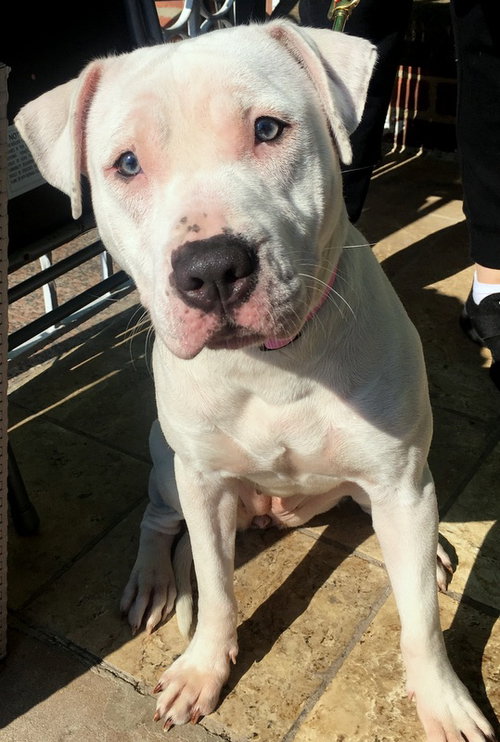 SAVANNAH - American Pit Bull Terrier / American Staffordshire Terrier available for adoption