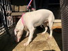 Savannah - Photo 4