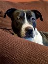 adoptable Dog in brooklyn, NY named Gracie