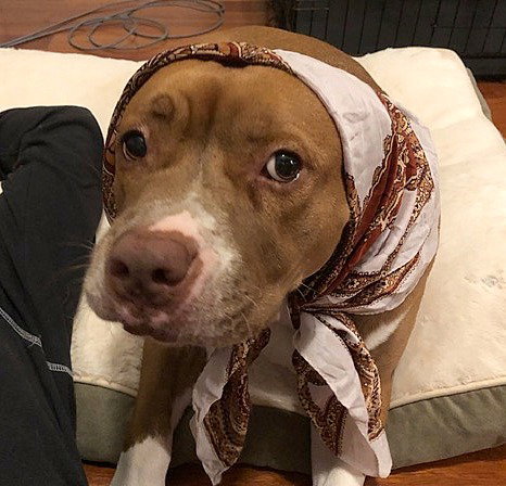 JENNA - *SUPER URGT* NEEDS IMMED FOSTER - American Staffordshire Terrier / Hound available for adoption