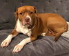 Jenna - *SUPER URGT* NEEDS IMMED FOSTER - Photo 4