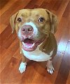 adoptable Dog in brooklyn, NY named Jenna - *SUPER URGT* NEEDS IMMED FOSTER