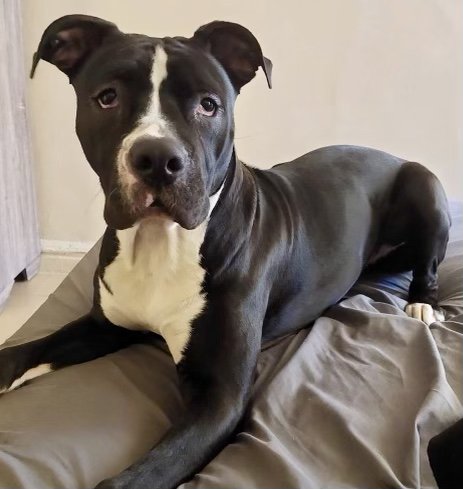 adoptable Dog in Staten Island, NY named Sheba