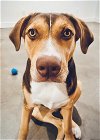 adoptable Dog in staten island, NY named Merida - Wonderful  Family Dog!