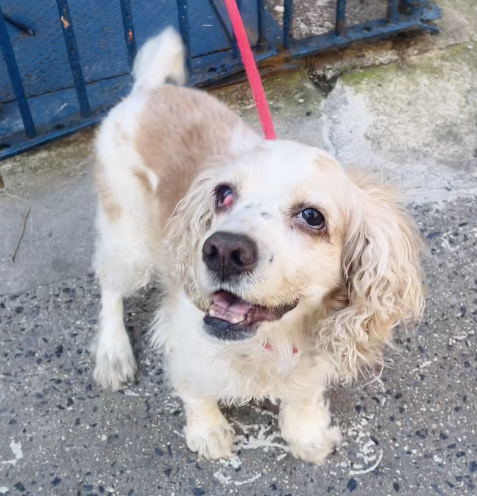 Dog for Adoption - Golly Miss Molly, a Cocker Spaniel in Briarcliff ...