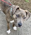 Lovely Lucy - *SUPER URGT* NEEDS IMMED FOSTER HOME - Photo 2