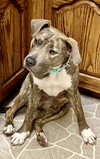 Lovely Lucy - *SUPER URGT* NEEDS IMMED FOSTER HOME - Photo 3