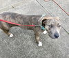 Lovely Lucy - *SUPER URGT* NEEDS IMMED FOSTER HOME - Photo 4