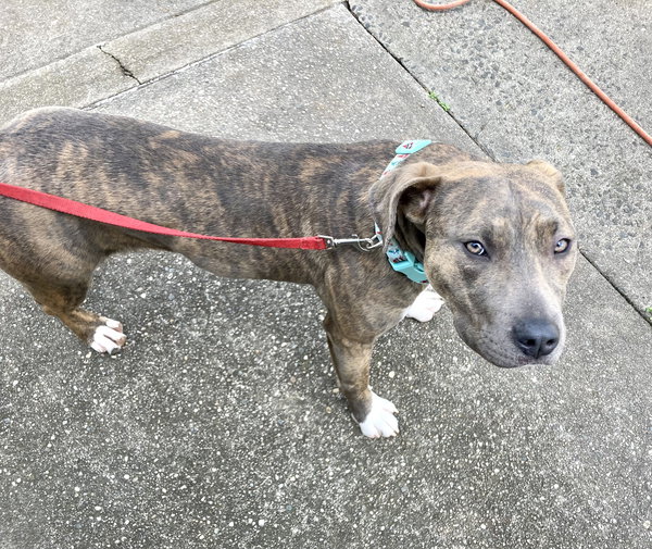 Lovely Lucy - *SUPER URGT* NEEDS IMMED FOSTER HOME