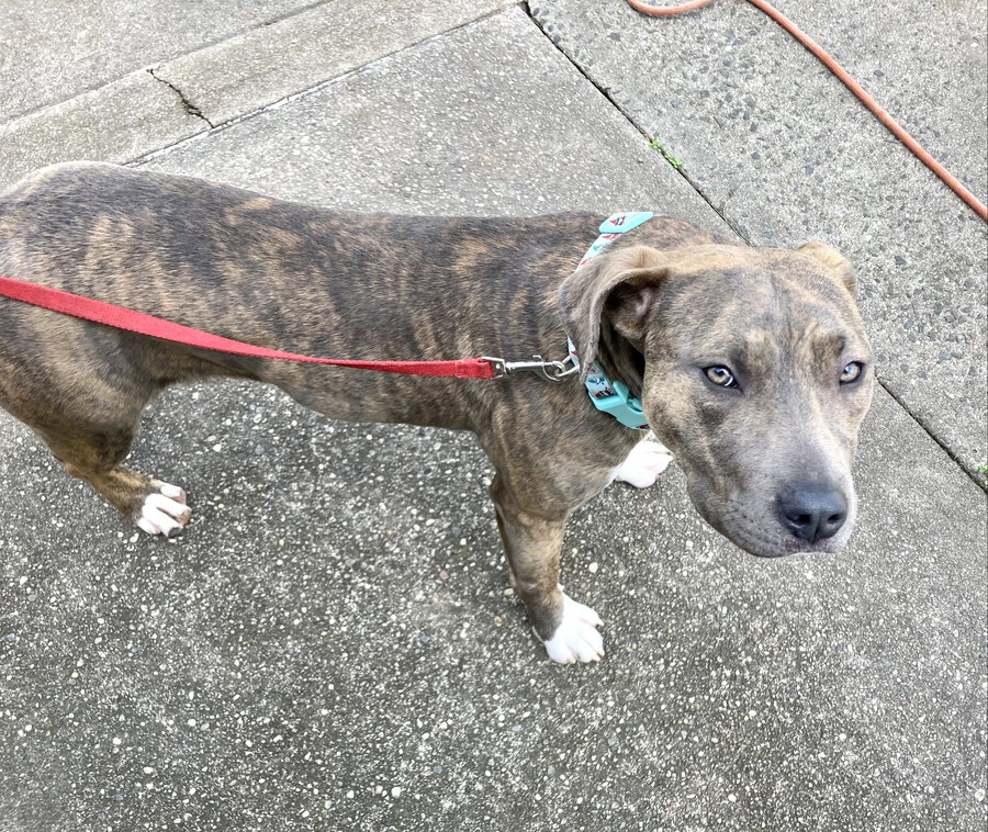 Lovely Lucy - *SUPER URGT* NEEDS IMMED FOSTER HOME