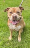 adoptable Dog in brooklyn, ny, NY named Big SKY