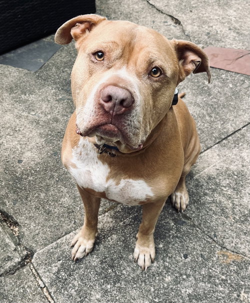 BIG SKY - American Staffordshire Terrier / American Pit Bull Terrier available for adoption