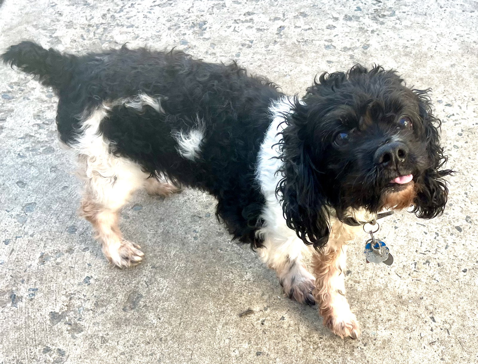 Dog for Adoption - Oreo - “Silly Moppet”, a Cockapoo in Harlem, NY ...
