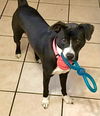 adoptable Dog in New York, NY named IVY - “Sweet and Petite” NEEDS IMMED FOSTER