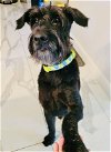 adoptable Dog in staten island, NY named Chico - “SWEET and SCRUFFILICIOUS”