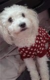 adoptable Dog in brooklyn, NY named DULCE - “Sugar Baby”