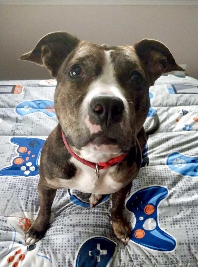 adoptable Dog in Woodbury, NY named Baby UNIQUE -*CRITICAL NEEDS IMMED FOSTER