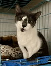 adoptable Cat in Brooklyn, NY named Riley - *CRITICAL* NEEDS IMMED FOSTER