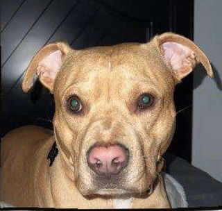 adoptable Dog in Brooklyn, NY named Brooklyn -“GOOD as GOLD” *URGT* NEEDS IMMED FOSTER