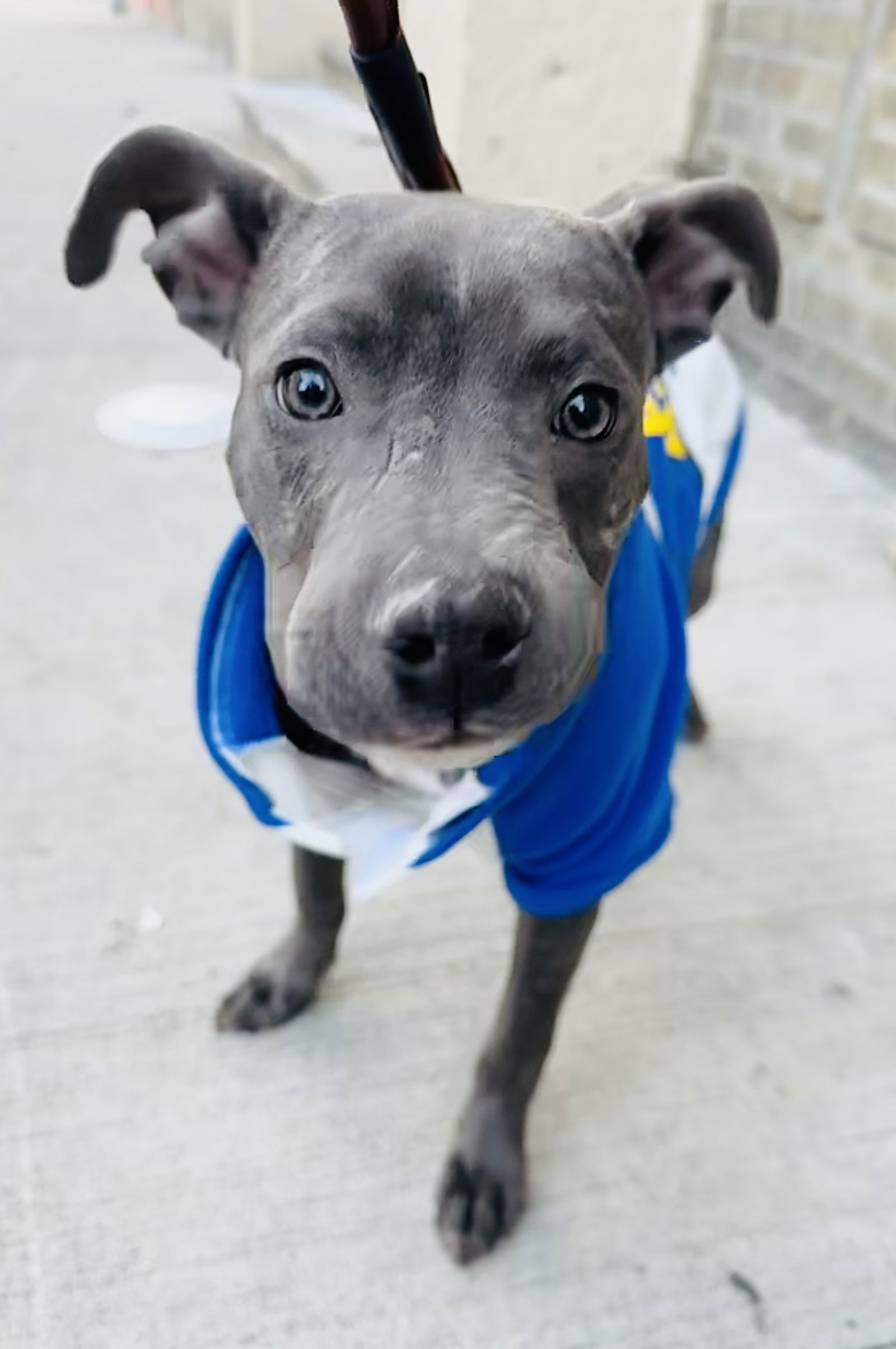adoptable Dog in New York, NY named Baby Busan - *SUPER URGT* NEEDS IMMED FOSTER