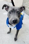 adoptable Dog in new york, NY named Baby Busan - *SUPER URGT* NEEDS IMMED FOSTER