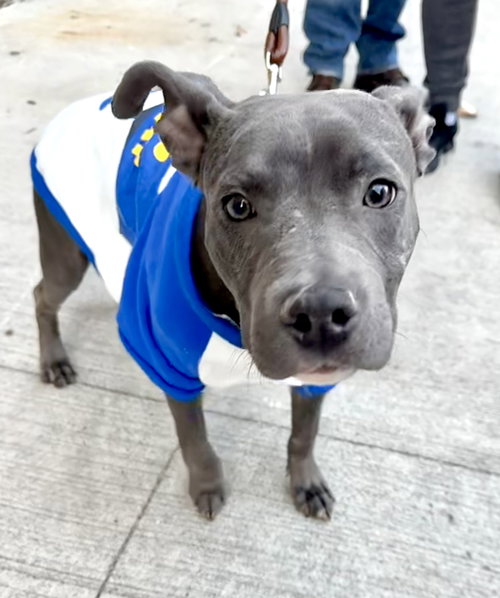 BUSAN - *URGT NEEDS IMMED FOSTER* - American Pit Bull Terrier / American Staffordshire Terrier available for adoption