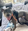 BUSAN - *URGT NEEDS IMMED FOSTER* - Photo 4