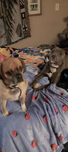 BUSAN - *URGT NEEDS IMMED FOSTER* - Photo 5