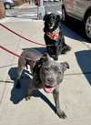 BUSAN - *URGT NEEDS IMMED FOSTER* - Photo 6