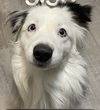 adoptable Dog in  named MALACHAI - “Sexy Fluffernutter”