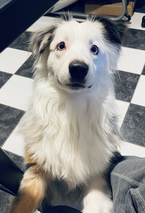 MALACHAI -MINI AUSSIE “SEXY FLUFFERNUTTER” - Australian Shepherd available for adoption