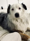 MALACHAI -Mini Aussie “Sexy Fluffernutter” - Photo 3