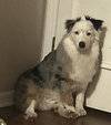 MALACHAI -Mini Aussie “Sexy Fluffernutter” - Photo 4