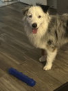 MALACHAI -Mini Aussie “Sexy Fluffernutter” - Photo 5