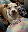 adoptable Dog in staten island, NY named COCO - “Sugar Plump Dumpling”