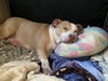 COCO - “Sugar Plump Dumpling” - Photo 5