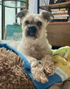 adoptable Dog in New York, NY named MARLEY - “Sweet Senior Floof”