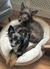 adoptable Dog in  named WILLOW & PIPPA “Sweet and Sassy” (BONDED PAIR)