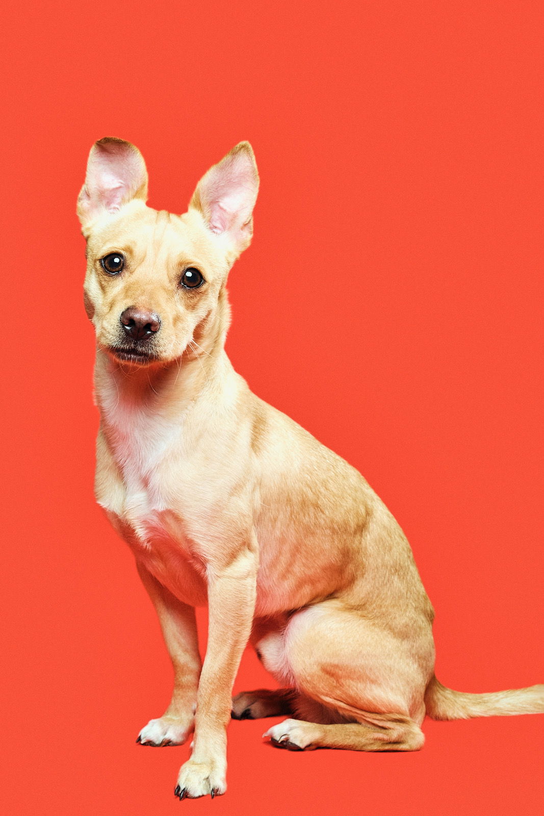 adoptable Dog in Staten Island, NY named MAX - “Sweet Bunny” *NEEDS IMMED FOSTER*