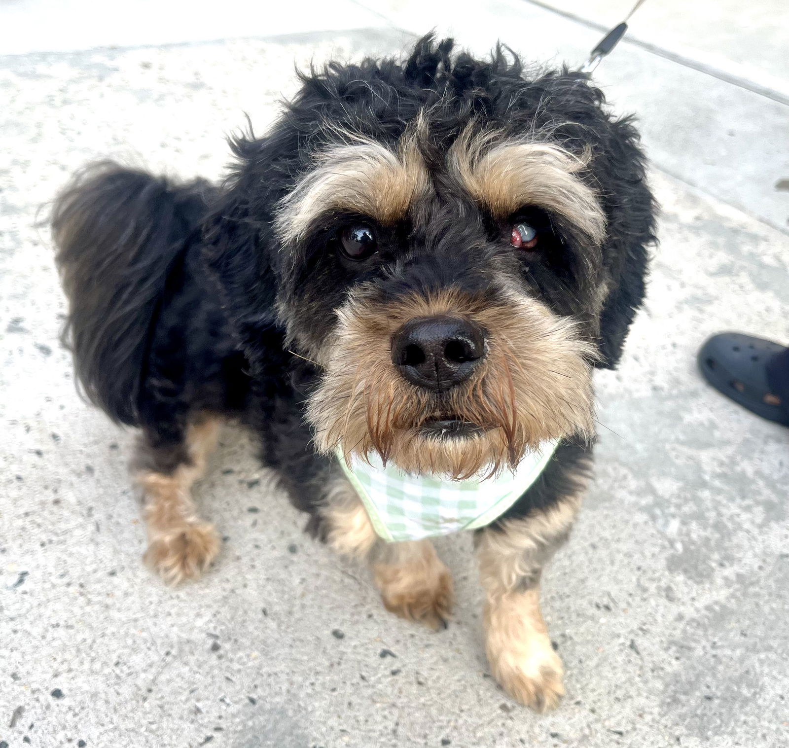 adoptable Dog in Staten Island, NY named BEARY BEAR - “Lovebug”