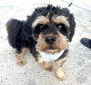 adoptable Dog in  named BEARY BEAR - “Lovebug”