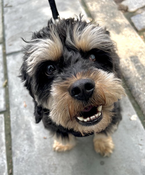 BEARY BEAR - “LOVEBUG” - Cavalier King Charles Spaniel / Poodle (Miniature) available for adoption