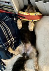 BEARY BEAR - “Lovebug” - Photo 5