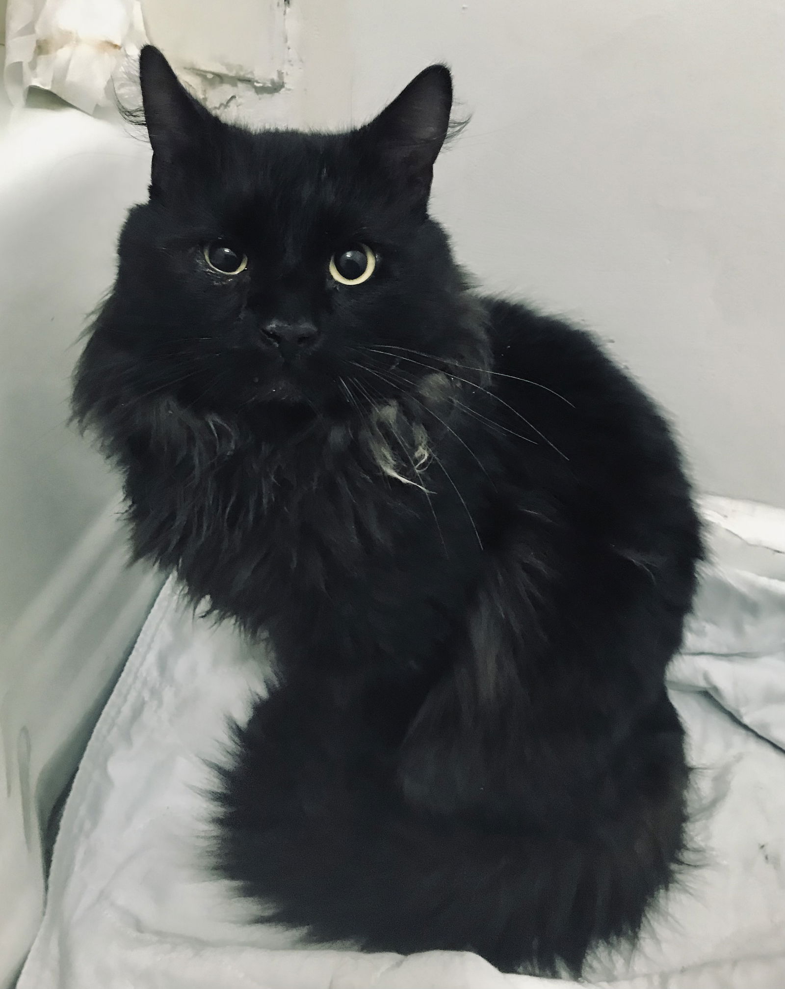 adoptable Cat in Staten Island, NY named DENZEL - “Movie Star Cool”