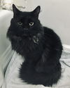 adoptable Cat in , NY named DENZEL - “Movie Star Cool”