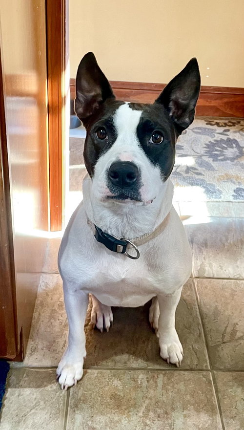LEELA - “SILLY RABBIT” - American Pit Bull Terrier / Terrier available for adoption