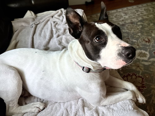 LEELA - “SILLY RABBIT” - American Pit Bull Terrier / Terrier available for adoption